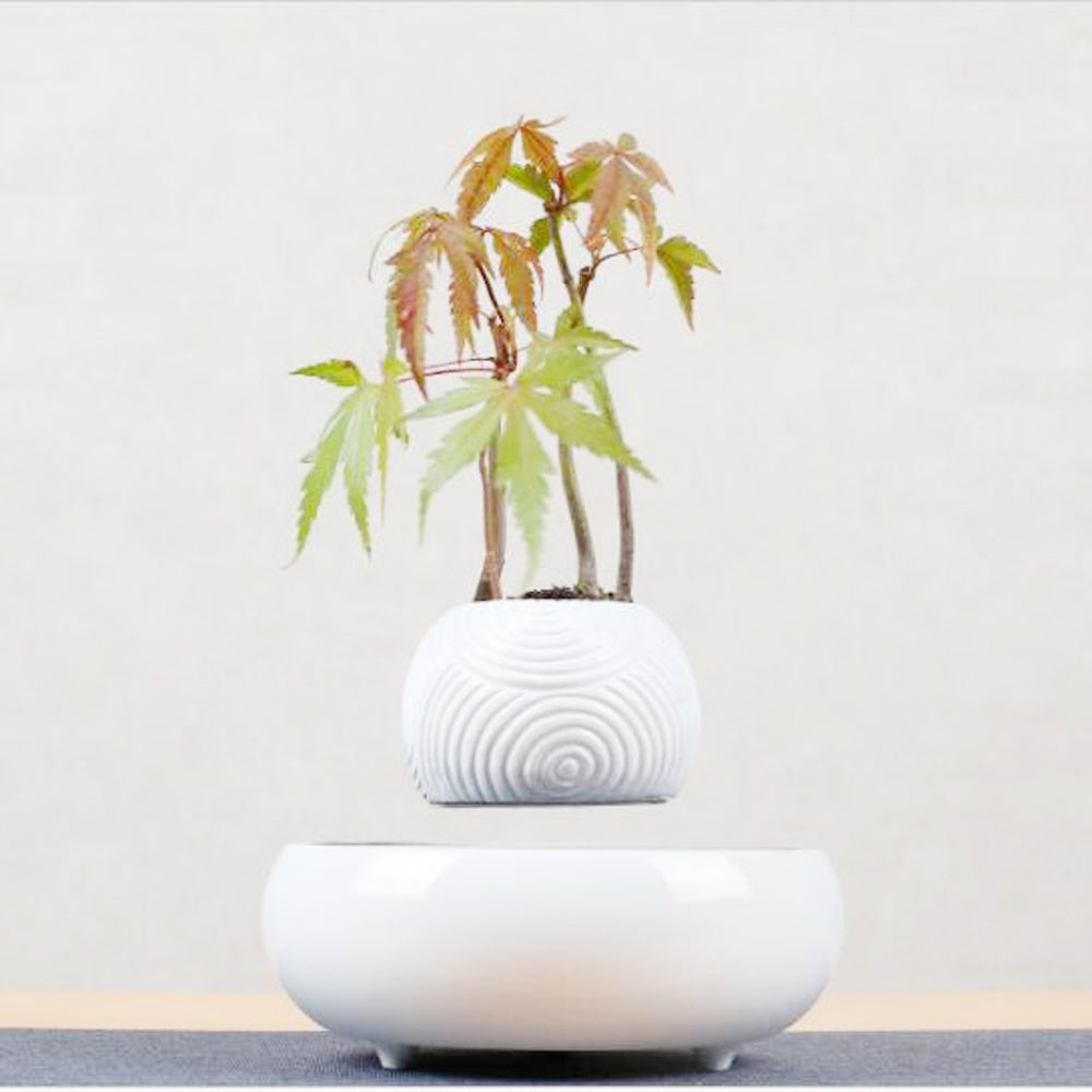 Magnetic levitation potted plant floating above its base, decorative indoor planter unerquicklich