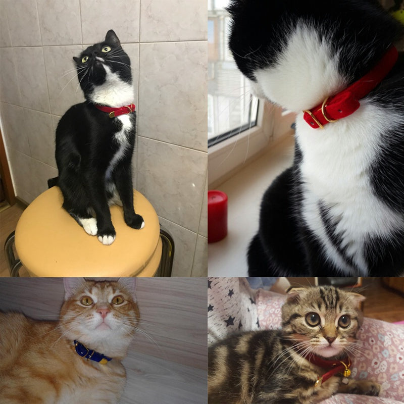 My Store pet supplies cat collar in a simple adjustable design