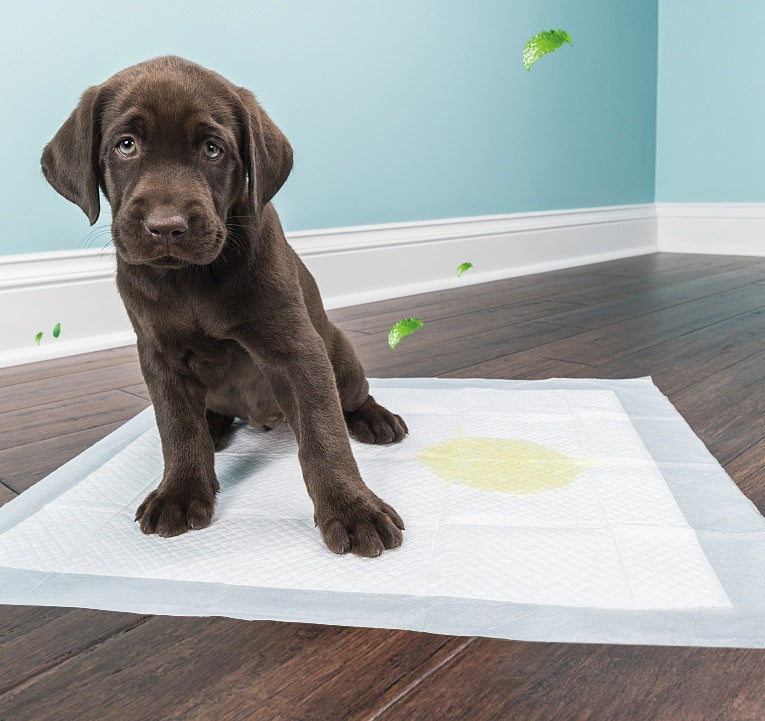 Disposable thickened pet diaper for absorbent urine protection, front view