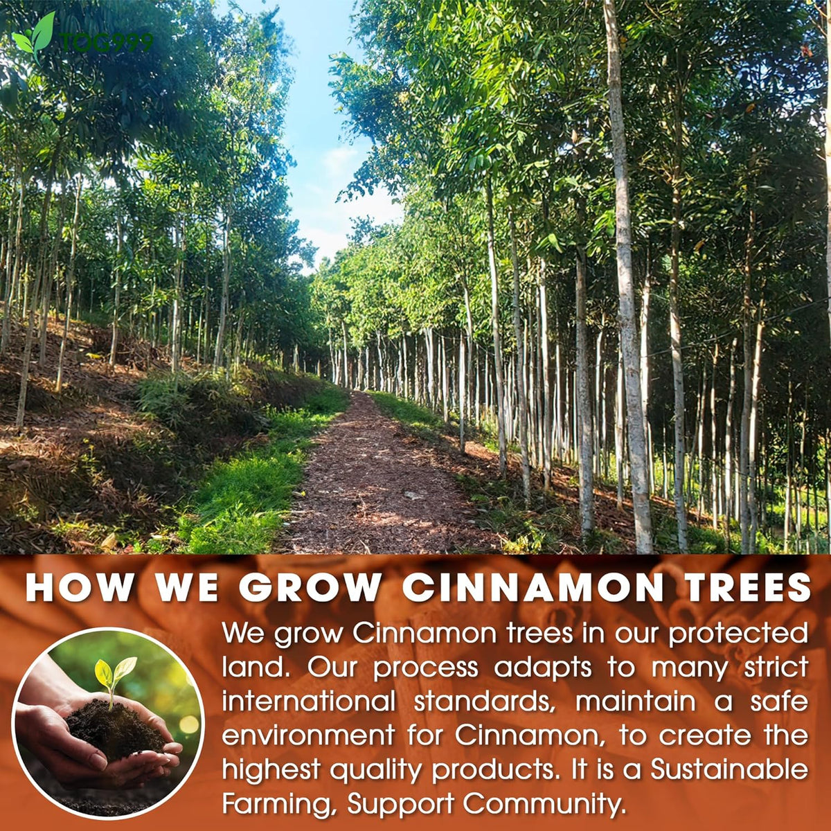 Pure Cinnamon Tea Bags