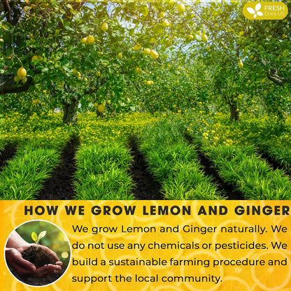Premium Lemon Ginger Tea Bags