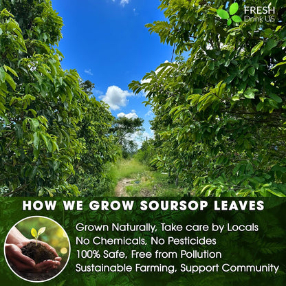 Premium Soursop Graviola Leaf Tea Bags