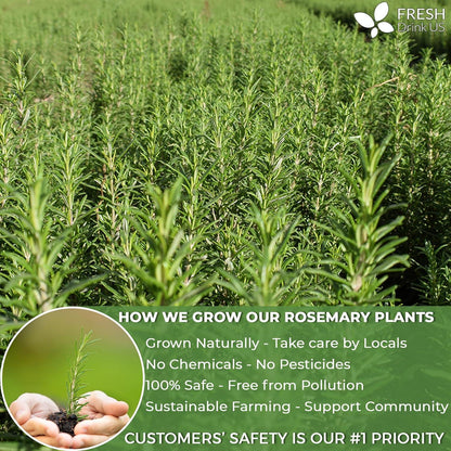 Premium Rosemary Leaves, Tea Bags, Powder