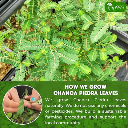 Dried Chanca Piedra Leaves, Chanca Piedra Tea “Stone Breaker” Tea Bags