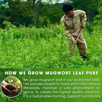 Mugwort Leaf Tea Bags, 100% Natural and Pure Mugwort Leaves, Loose Leaf Mugwort Herbal Tea, Mugwort Leaf Tea, No Sugar, No Caffeine, No Gluten, Vegan.