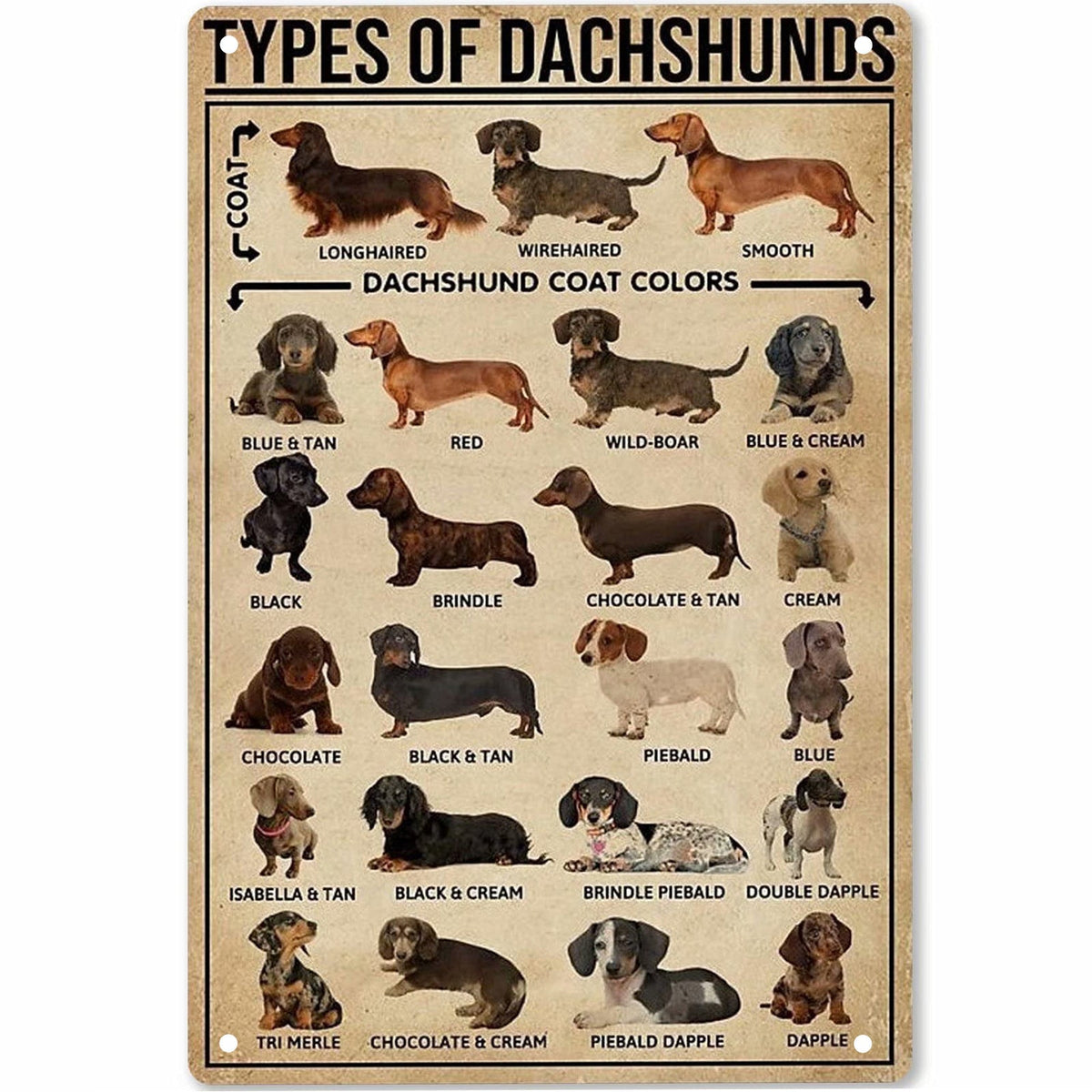 Sausage dog wall decoration for pet lovers, featuring a charming dachshund design