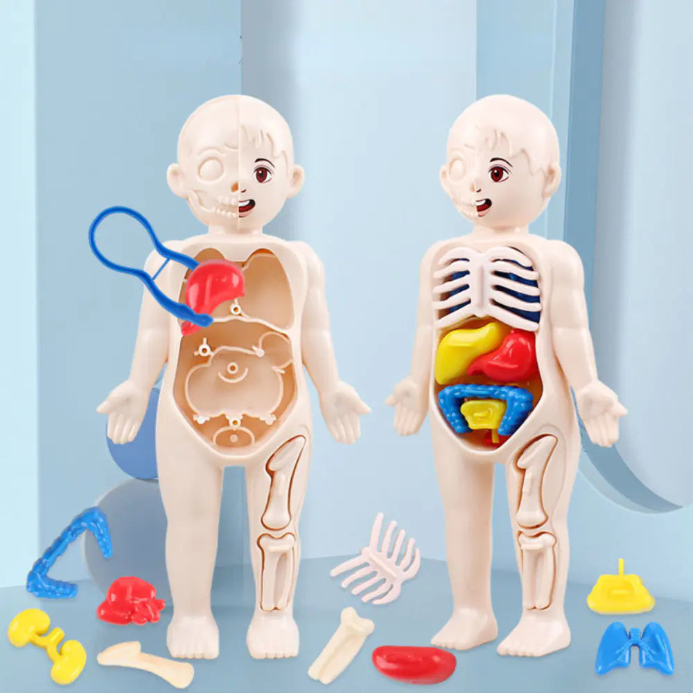 14 Pcs DIY Human Organ Model - Fun Educational Anatomy Toy for Kids' Science Exploration