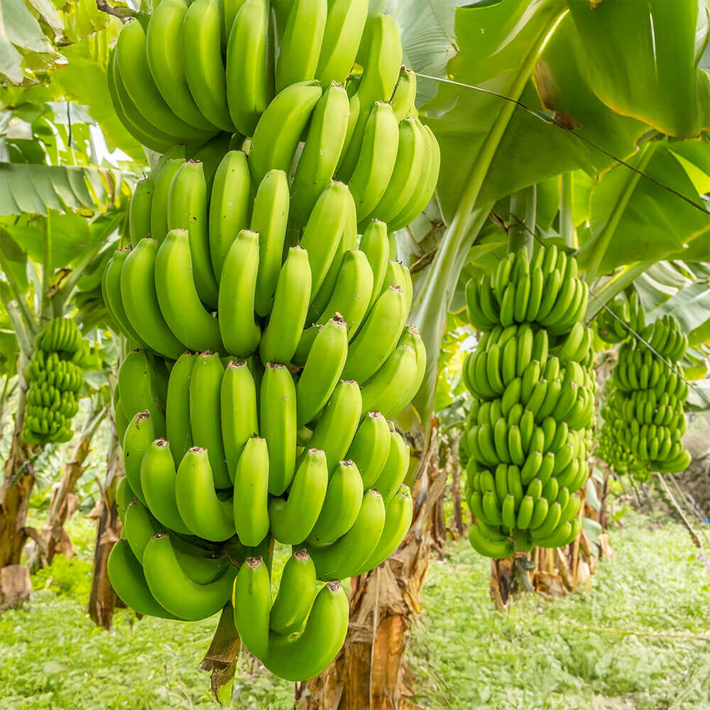Freeze-dried banana slices from VFD.US, showing a farm with banana plants, highlighting natural, single-ingredient freeze-dried fruit.