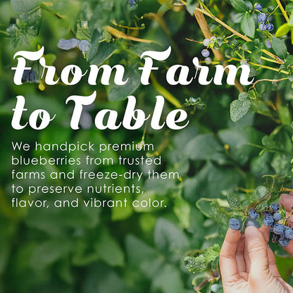 Freeze-dried Grade A blueberries from VFD.US, showing fresh blueberries on a farm, ideal for healthy snacks and single-ingredient treats.