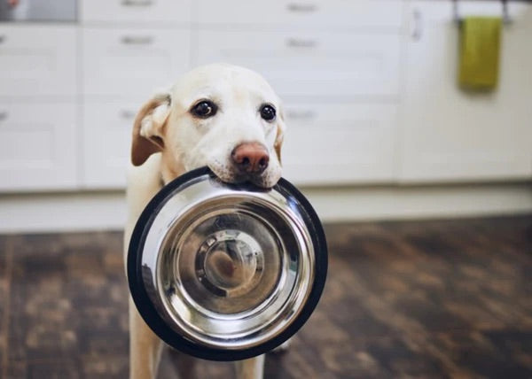 Dog holding food dish in mouth, showcasing America's Best Turmeric Power Pup fermented turmeric powder dog food topper in the image.