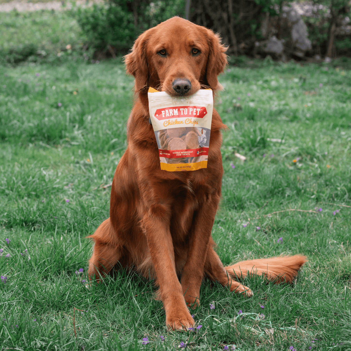 Farm To Pet chicken chips for dogs, all-natural single-ingredient dog treats in a 4oz bag, dog holding bag with chicken chips