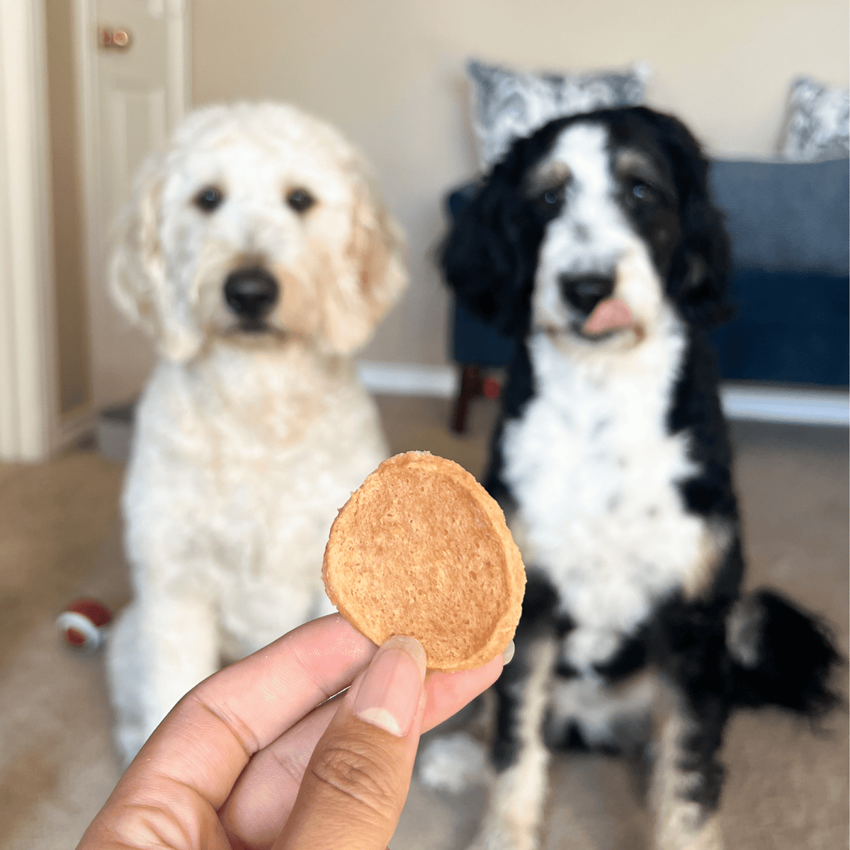 Two dogs enjoying Farm To Pet chicken chips, all-natural single-ingredient dog treats in a 12oz bag.