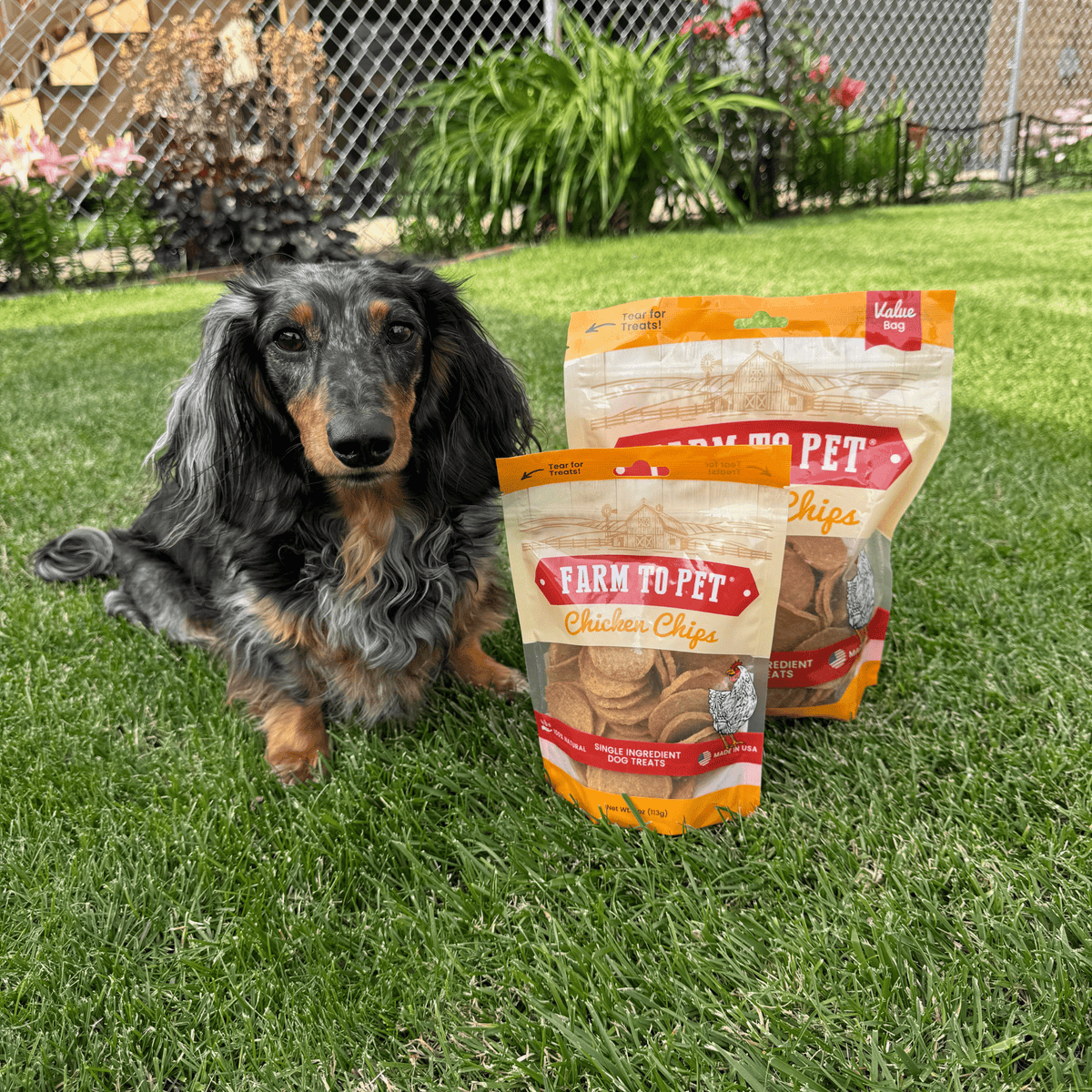 Farm to Pet chicken chips for dogs, all-natural single-ingredient dog treats, with a dog sitting next to the chip bag.
