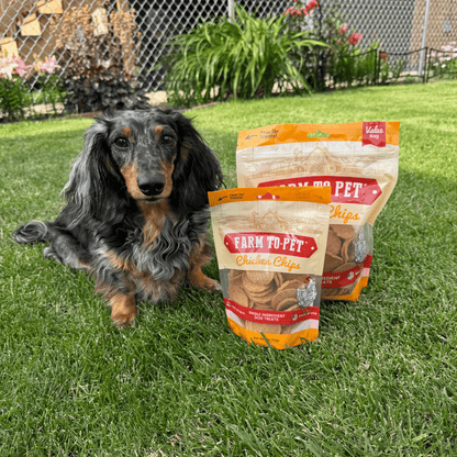 Farm to Pet chicken chips for dogs, all-natural single-ingredient dog treats, with a dog sitting next to the chip bag.
