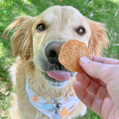 Golden retriever dog enjoying a Farm To Pet chicken chip, all-natural single-ingredient dog treat outdoors.