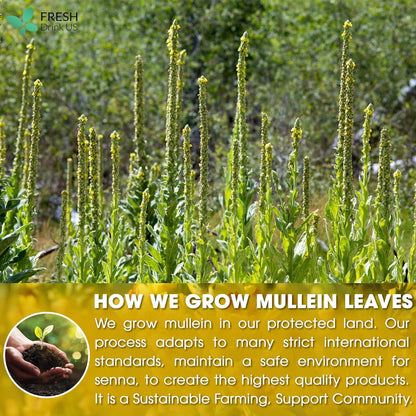 Mullein Leaf Tea Bags
