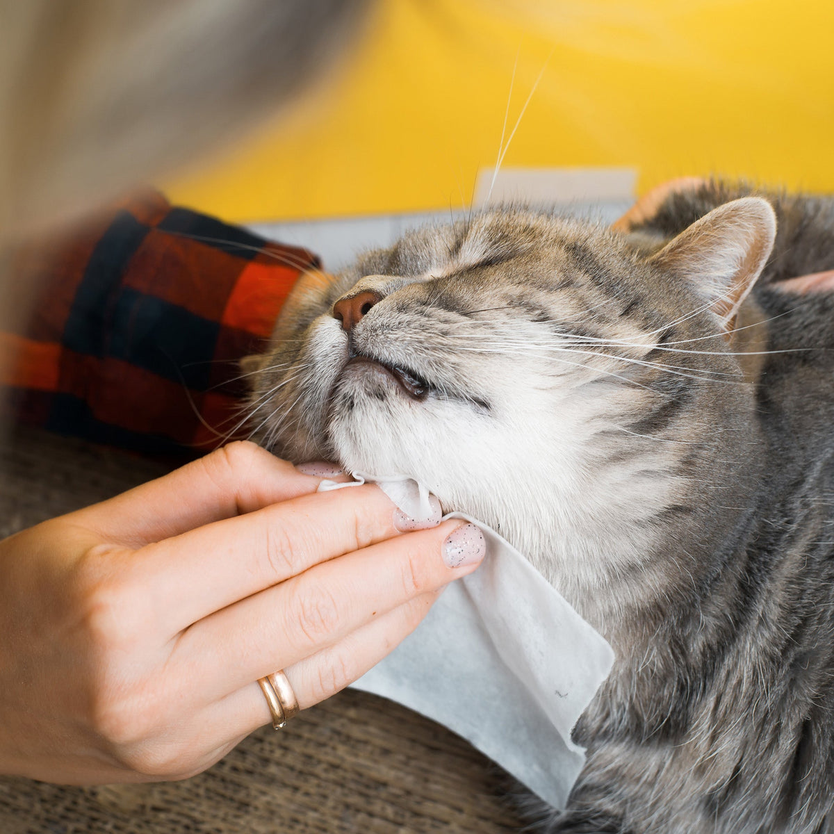 Pursonic Furry Fresh Pet Wipes with lavender scent, 100 extra-large wipes for cleaning and freshening pets.