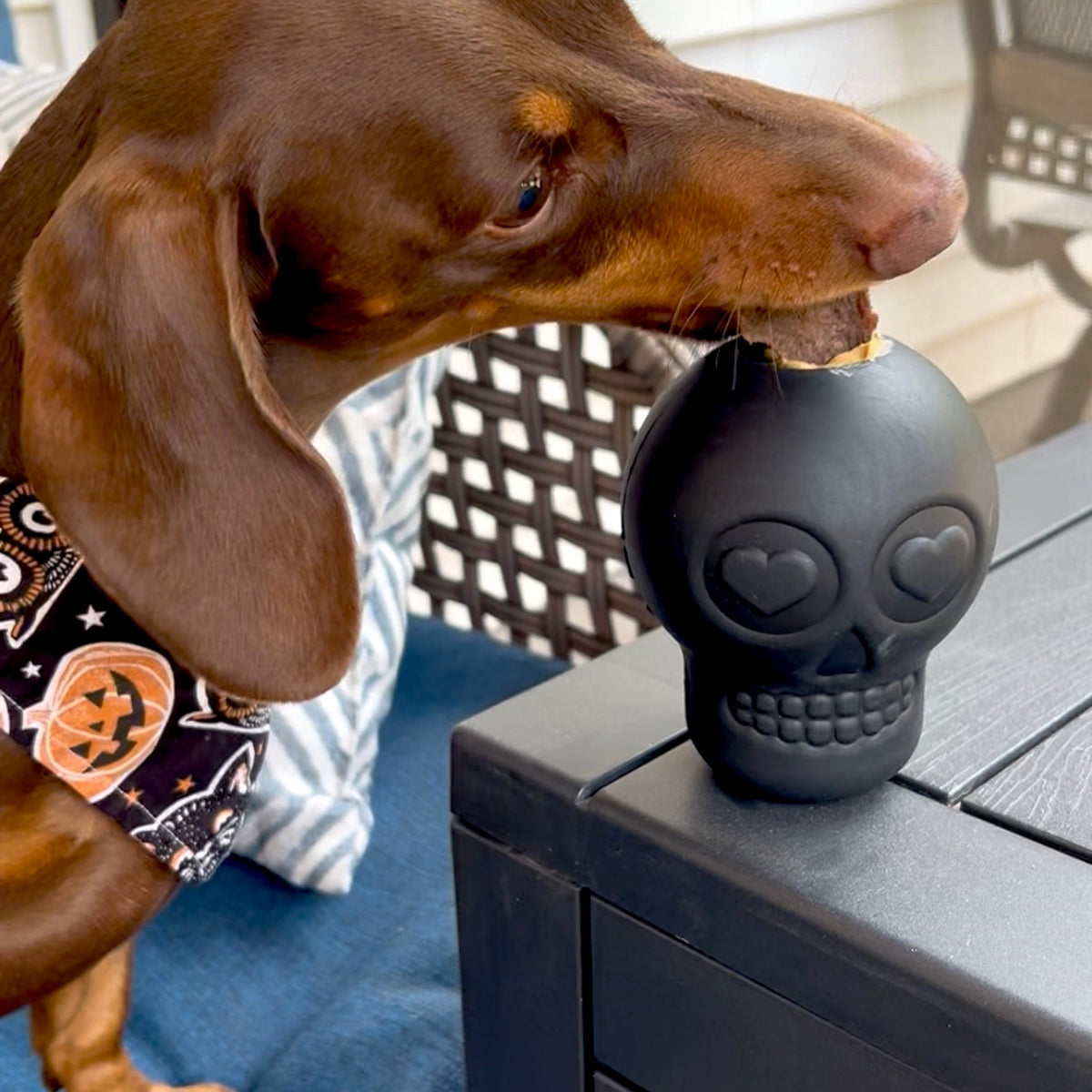 Farm To Pet dog treat dispenser in skull shape, durable plastic treat dispenser for dogs, with a secure lid and easy dispensing mechanism.