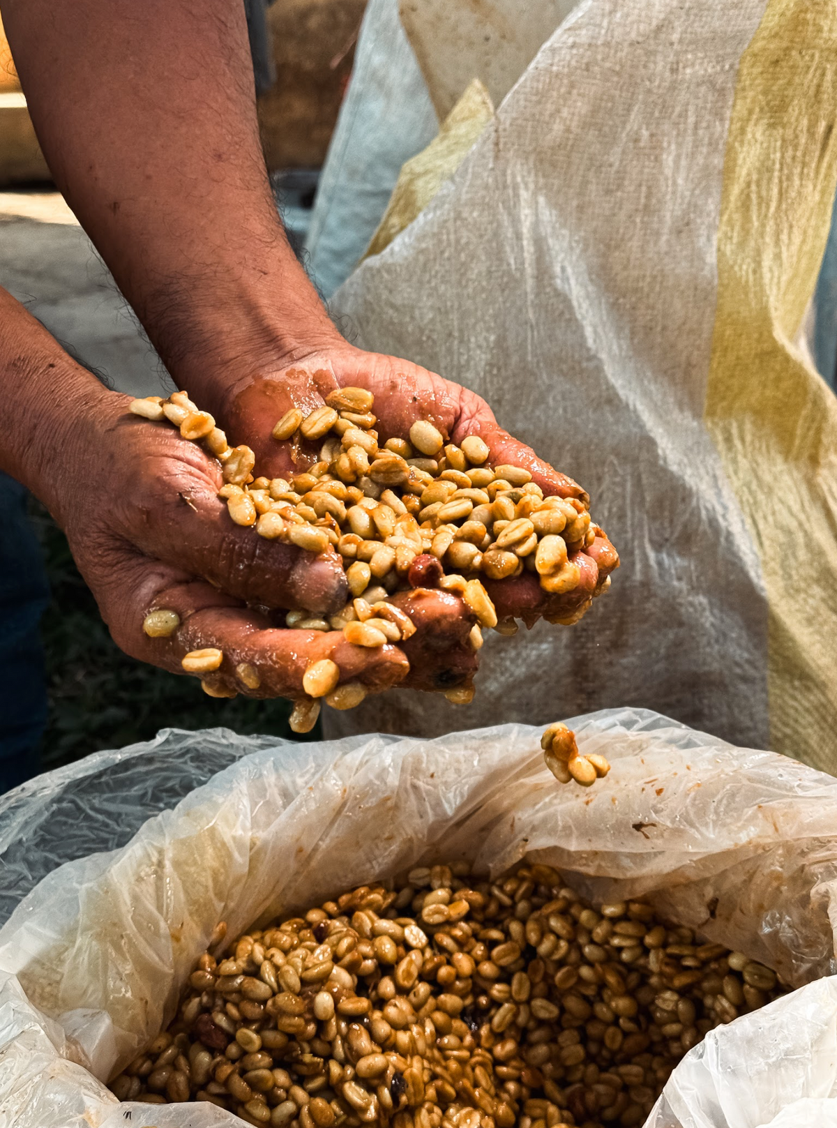 Organic roasted coffee beans from Peru Aromas del Valle Merly Leon G1 by Good Brothers Coffee LLC.