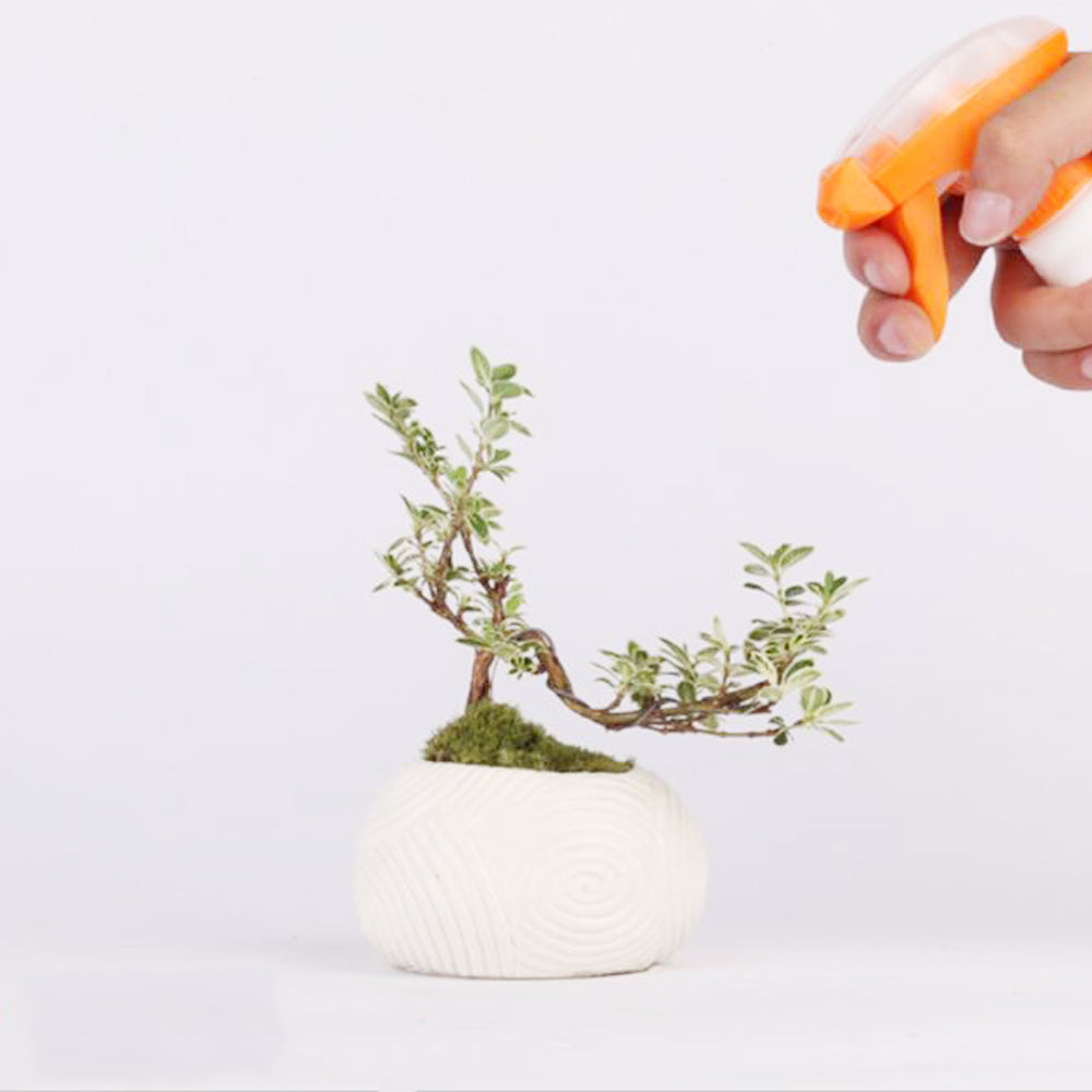 Magnetic levitation potted plant floating above a wooden base by My Store