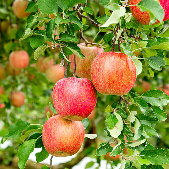 Freeze-dried apple slices from VFD.US, showing a basket of dried apple crisps on an apple farm.