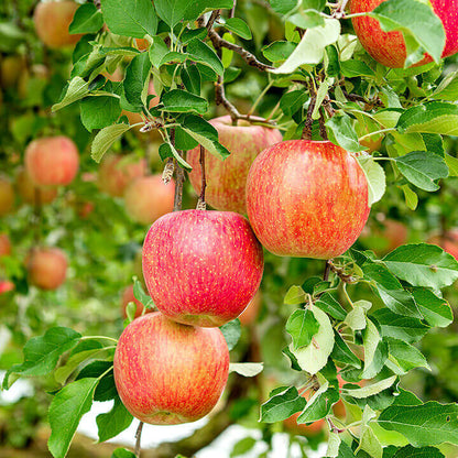Freeze-dried apple slices from VFD.US, showing a basket of dried apple crisps on an apple farm.