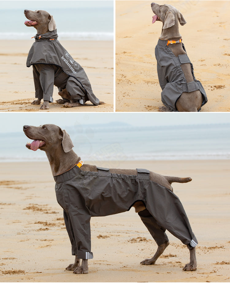 Medium-large dog wearing a four-legged waterproof raincoat poncho in blue and yellow