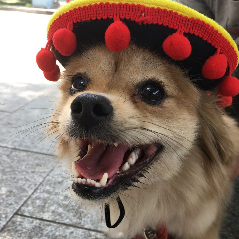 Hot dog hat for pets, My Store pet supply accessory
