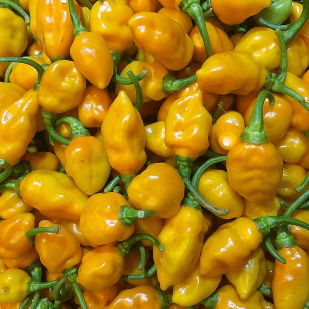 Roasted cashews with Matanzas Datil pepper from Captain Crazy's Nuts and Fine Snacks, displayed in a clear bowl