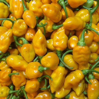 Roasted cashews with Matanzas Datil pepper from Captain Crazy's Nuts and Fine Snacks, displayed in a clear bowl
