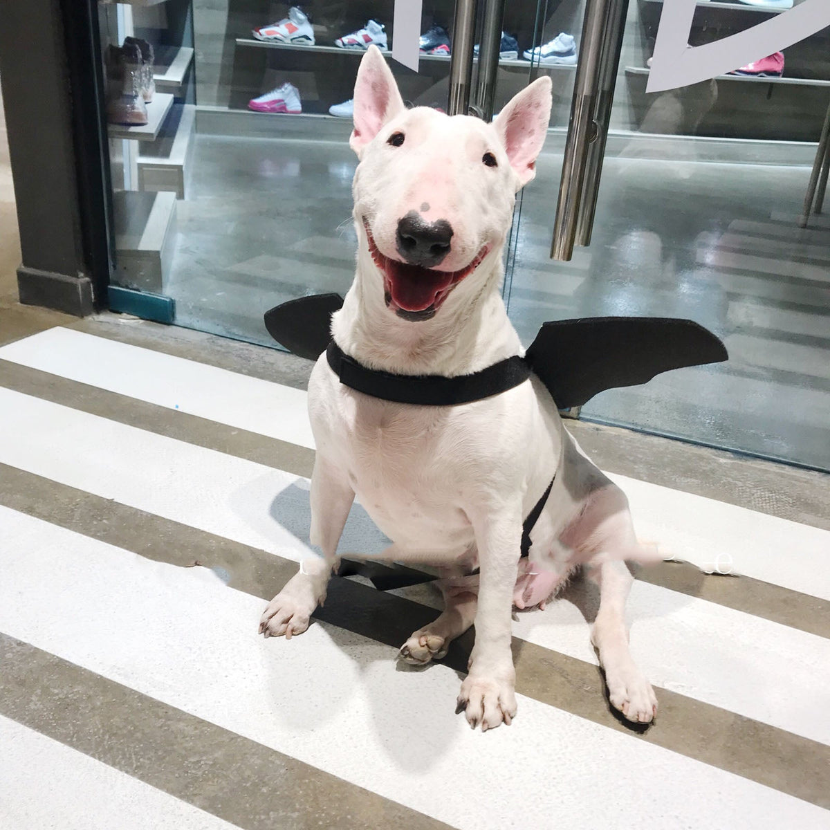 Pet bat wings transformed into dog accessories, featuring black bat-wing design for pet costumes