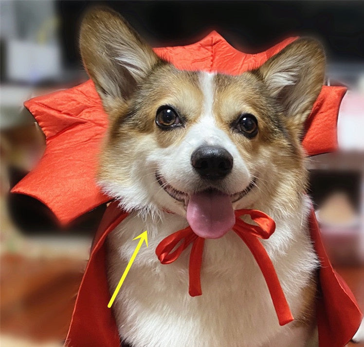 Halloween pet costume, vampire king cape for pets in black and red with royal collar details