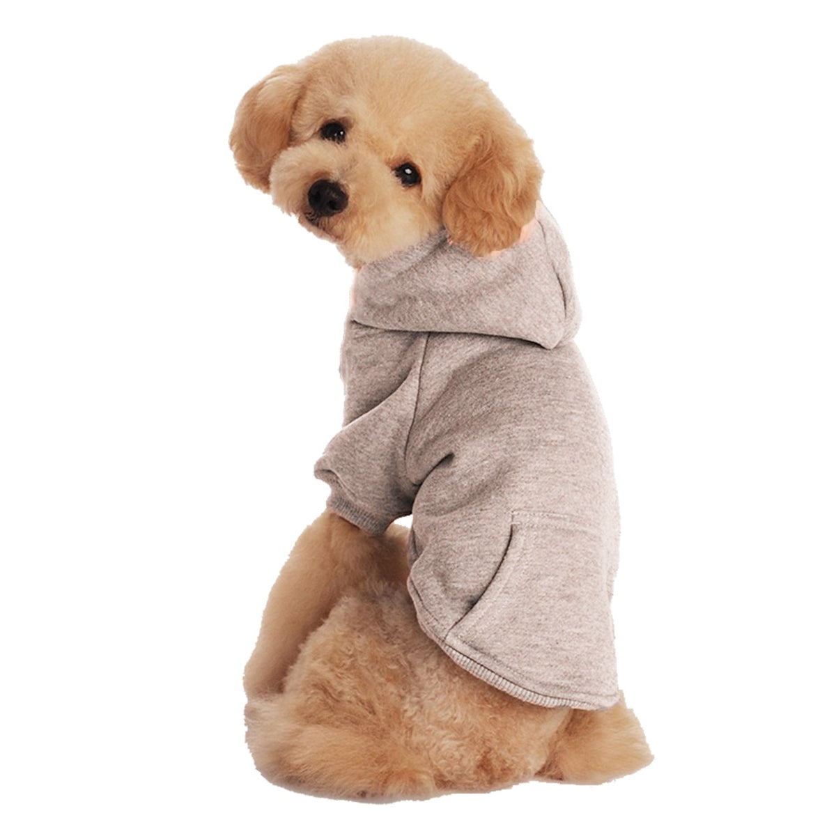Small and medium-sized dogs wearing caps and fleece clothes