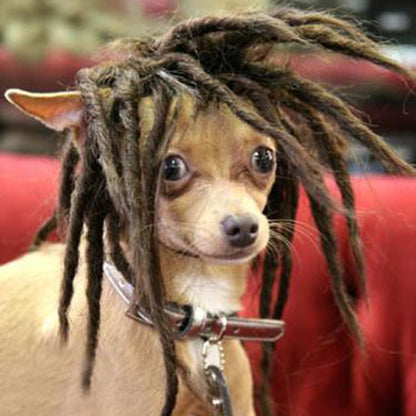 High temperature wire for dogs and wigs, close-up product view