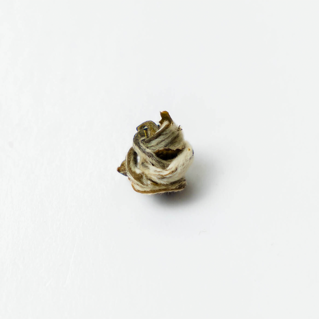 Single green tea leaf from Nepal Tea's Organic Farmers' Green tea, showing fresh, vibrant green foliage.