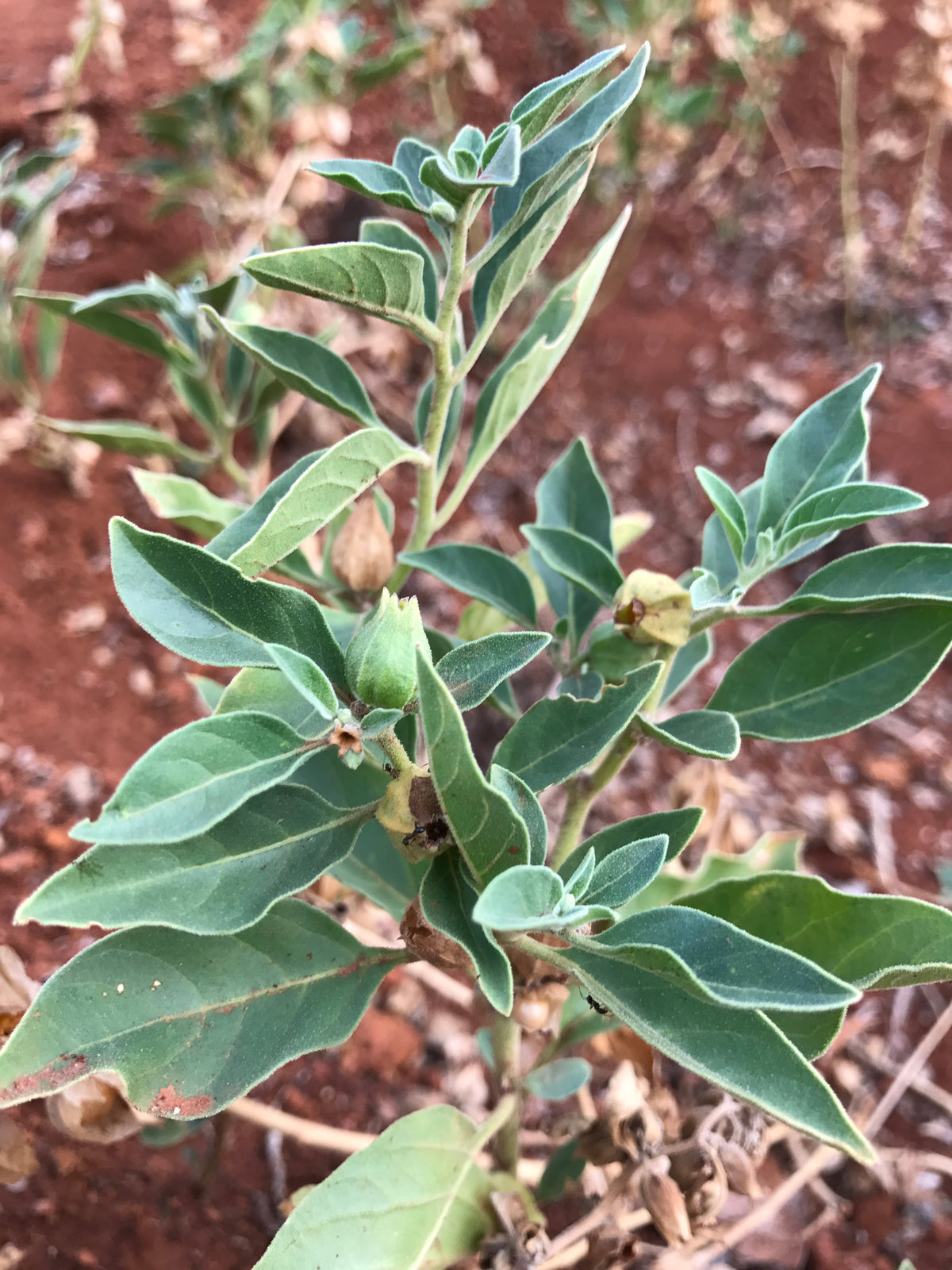 Ashwagandha capsules from BACKUPMYFILESNOW® for stress relief, shown in a clear container with a natural plant background.