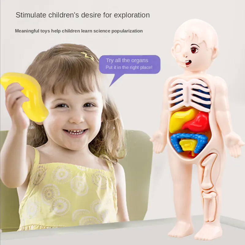 14 Pcs DIY Human Organ Model - Fun Educational Anatomy Toy for Kids' Science Exploration