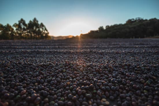 Roasted Brazil Serra Negra coffee beans from Good Brothers Coffee LLC on a rustic surface with some beans scattered around.