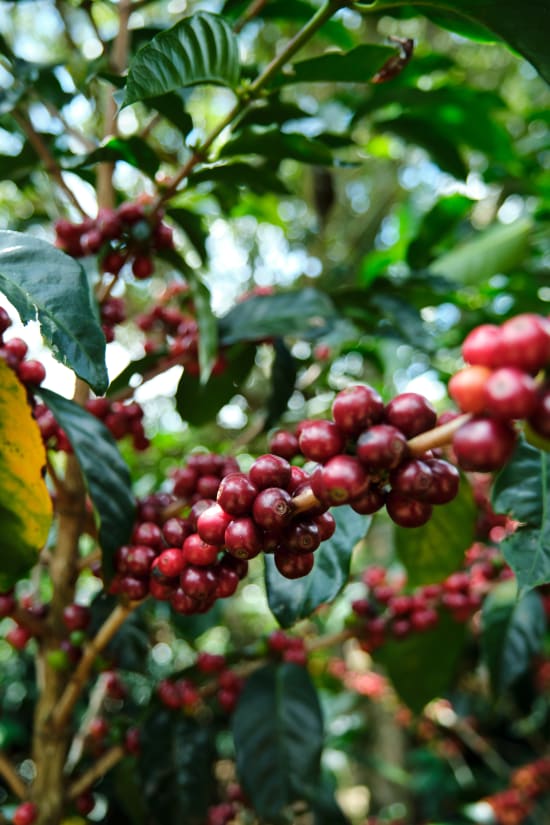 Roasted Costa Rica Cafe Vida coffee beans by Good Brothers Coffee LLC in a close-up shot showing the beans' rich texture.