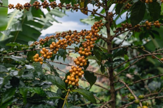 Roasted Brazil Serra Negra coffee beans from Good Brothers Coffee LLC displayed in a bowl on a rustic wooden surface.