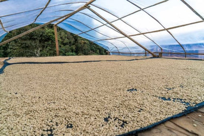 Roasted Peru Cajamarca coffee beans from Good Brothers Coffee LLC, displayed in a rustic setting with a scoop and burlap sack.