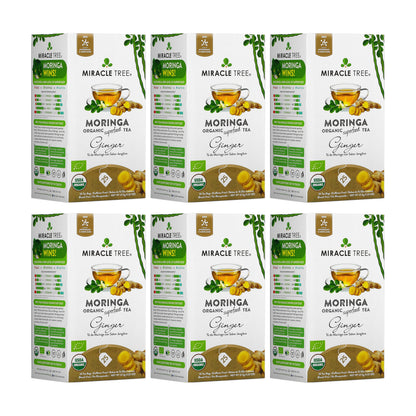 Organic Moringa Tea with ginger from Miracle Tree, caffeine-free herbal tea in a clear glass cup with fresh ginger slices.