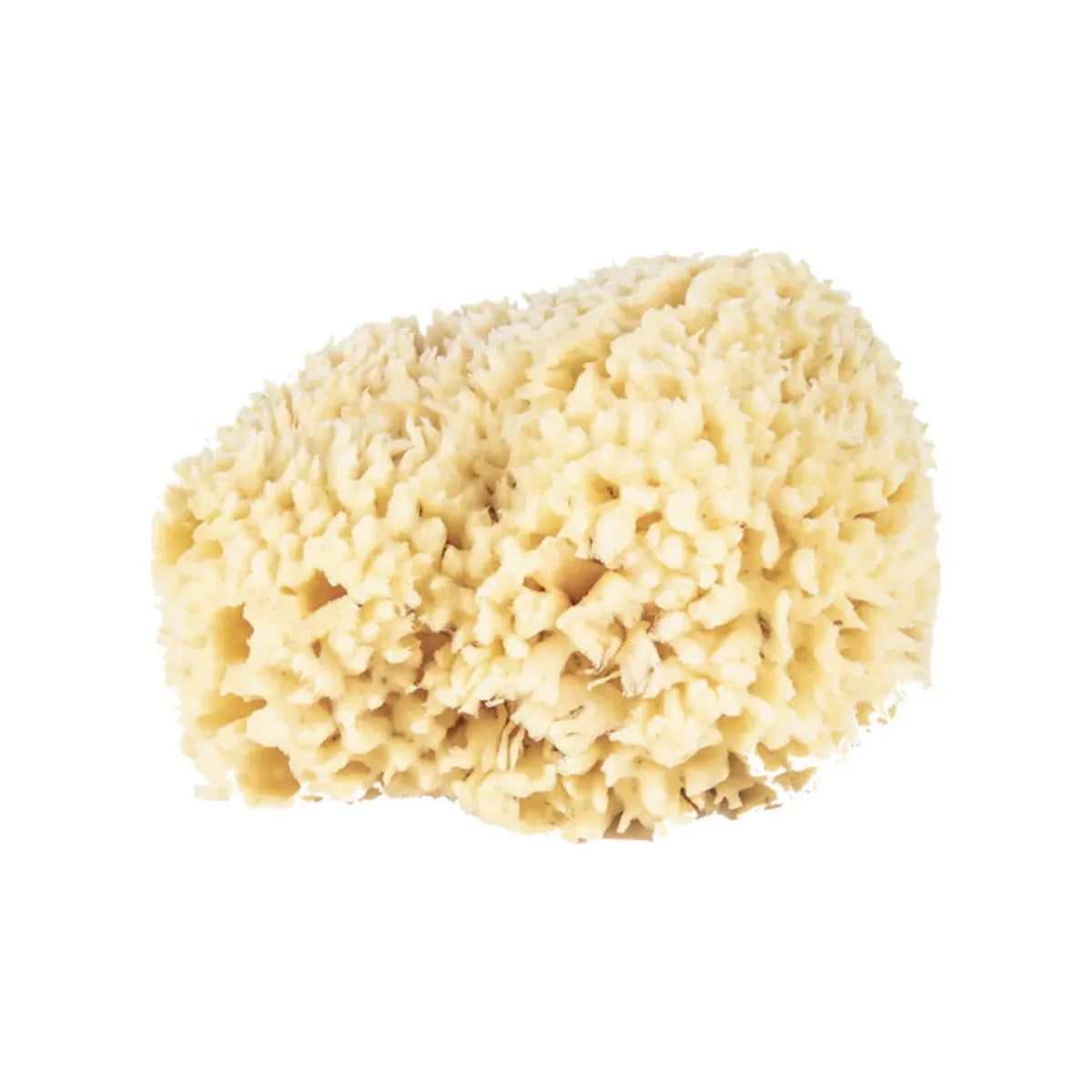 Natural bath sponge from The Sponge Company, sea sponge #5 Super, showcasing its textured, porous surface for gentle exfoliation.
