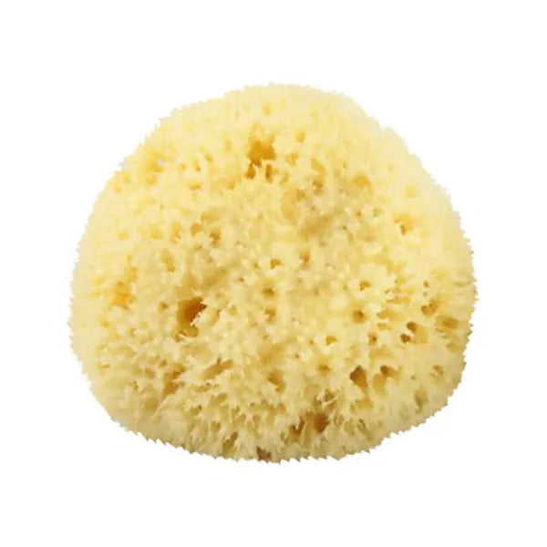 Natural bath sea sponge from The Sponge Company, medium size, used for gentle exfoliation and body cleansing.