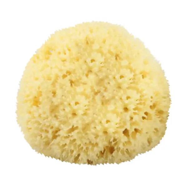 Large natural sea sponge for bathing from The Sponge Company, showcasing its textured, porous surface and natural tan color.