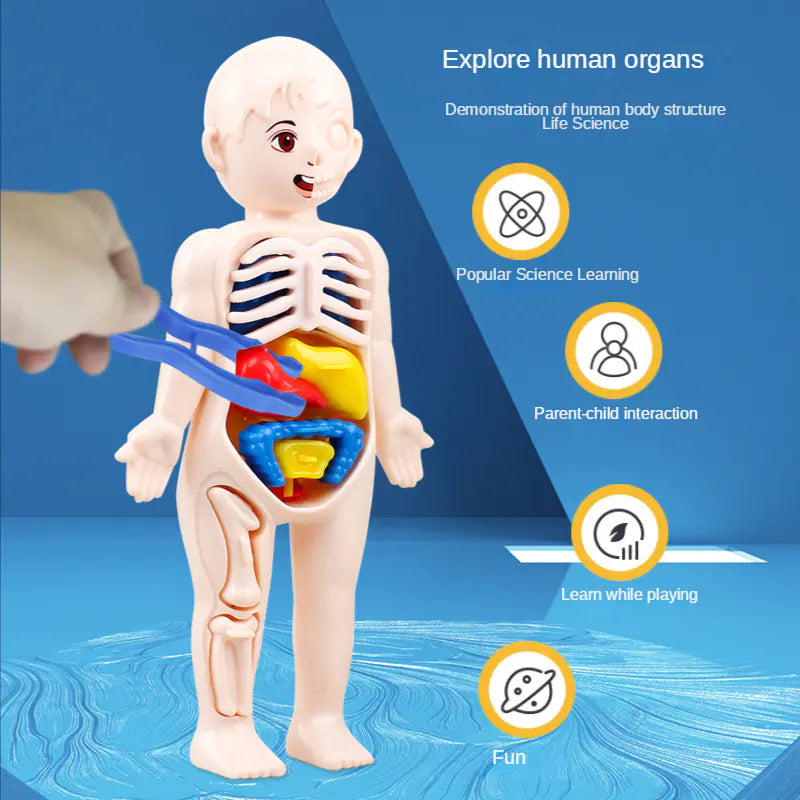 14 Pcs DIY Human Organ Model - Fun Educational Anatomy Toy for Kids' Science Exploration
