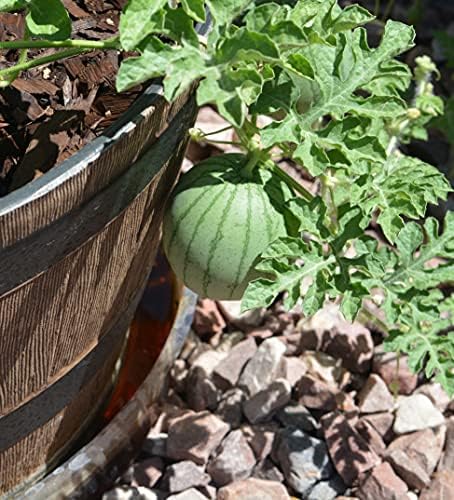 Watermelon seeds for planting, Heirloom Non-GMO RDR Seeds, small Citrullus lanatus fruit, ideal for home garden cultivation