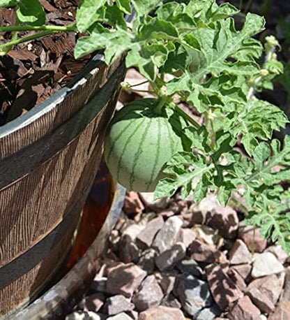 Watermelon seeds for planting, Heirloom Non-GMO RDR Seeds, small Citrullus lanatus fruit, ideal for home garden cultivation