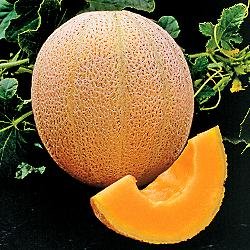 Heirloom Cantaloupe Hales Best jumbo melon grown from Seed Kingdom seeds, showing ripe orange flesh and green rind.