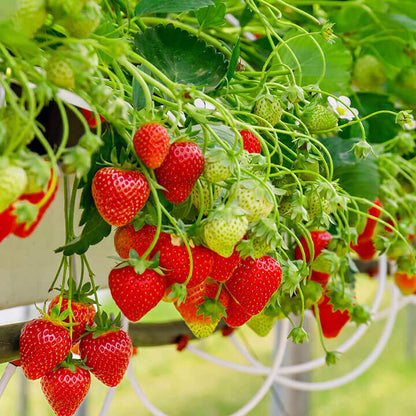 VFD.US freeze-dried whole strawberries from Strawberry Crisp, sweetened, shown on a strawberry farm. Perfect for healthy snacks.